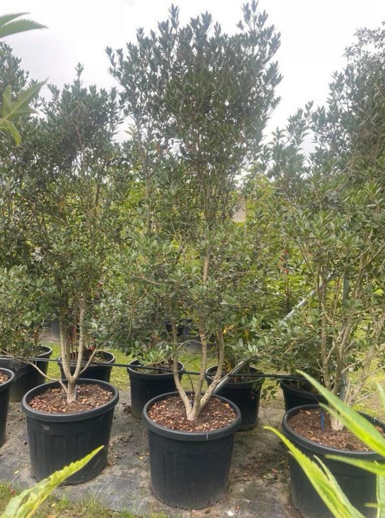 Osmanthus Schijnhulst meerstam in pot leverbaar tot 250 cm