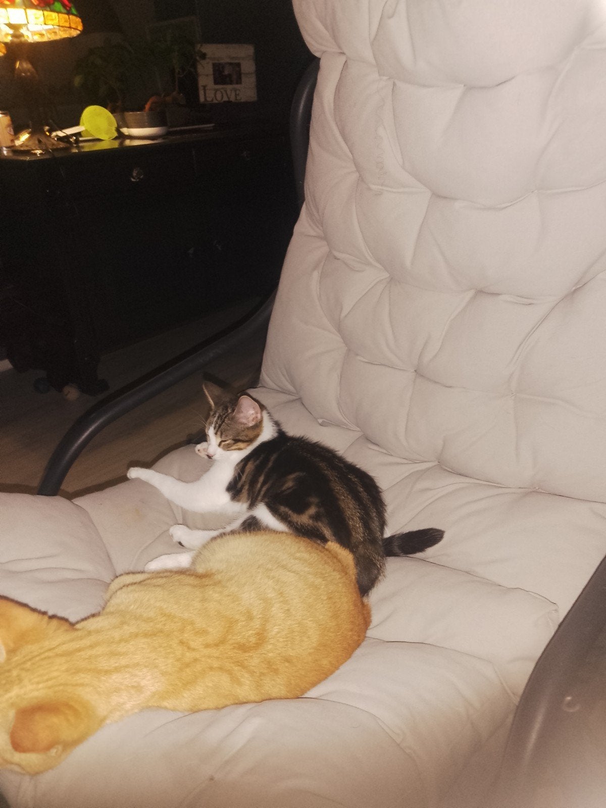 jonge poesjes, Dieren en Toebehoren, Katten en Kittens | Overige Katten, Poes