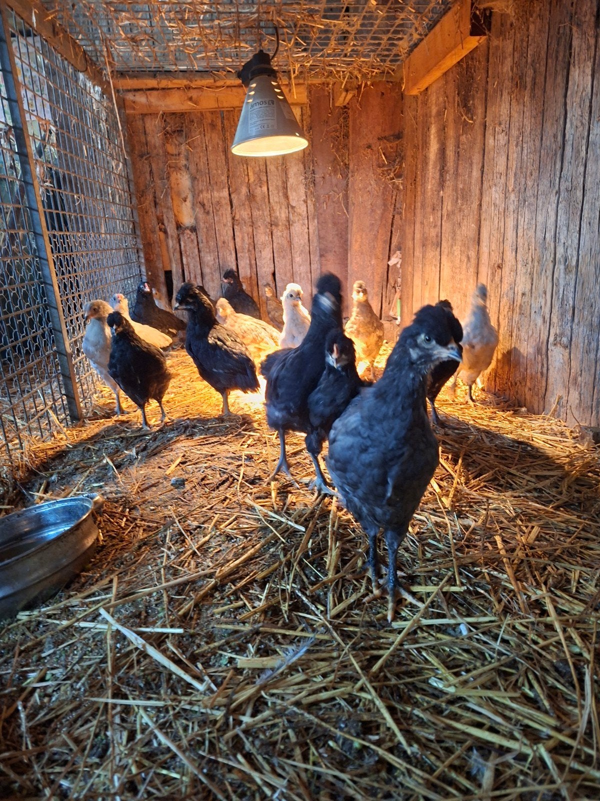 Gave Kleurleggers!, Dieren en Toebehoren, Meerdere dieren, Kip
