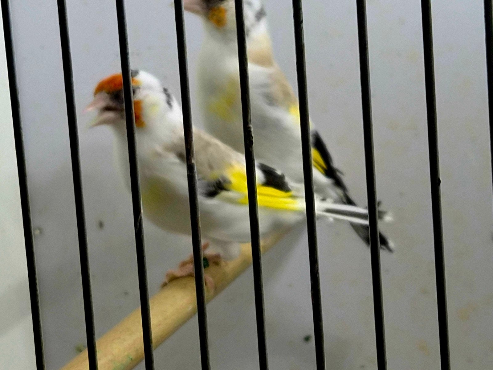 majoor putters 2026, Vrouwelijk, Wildzangvogel, Geringd