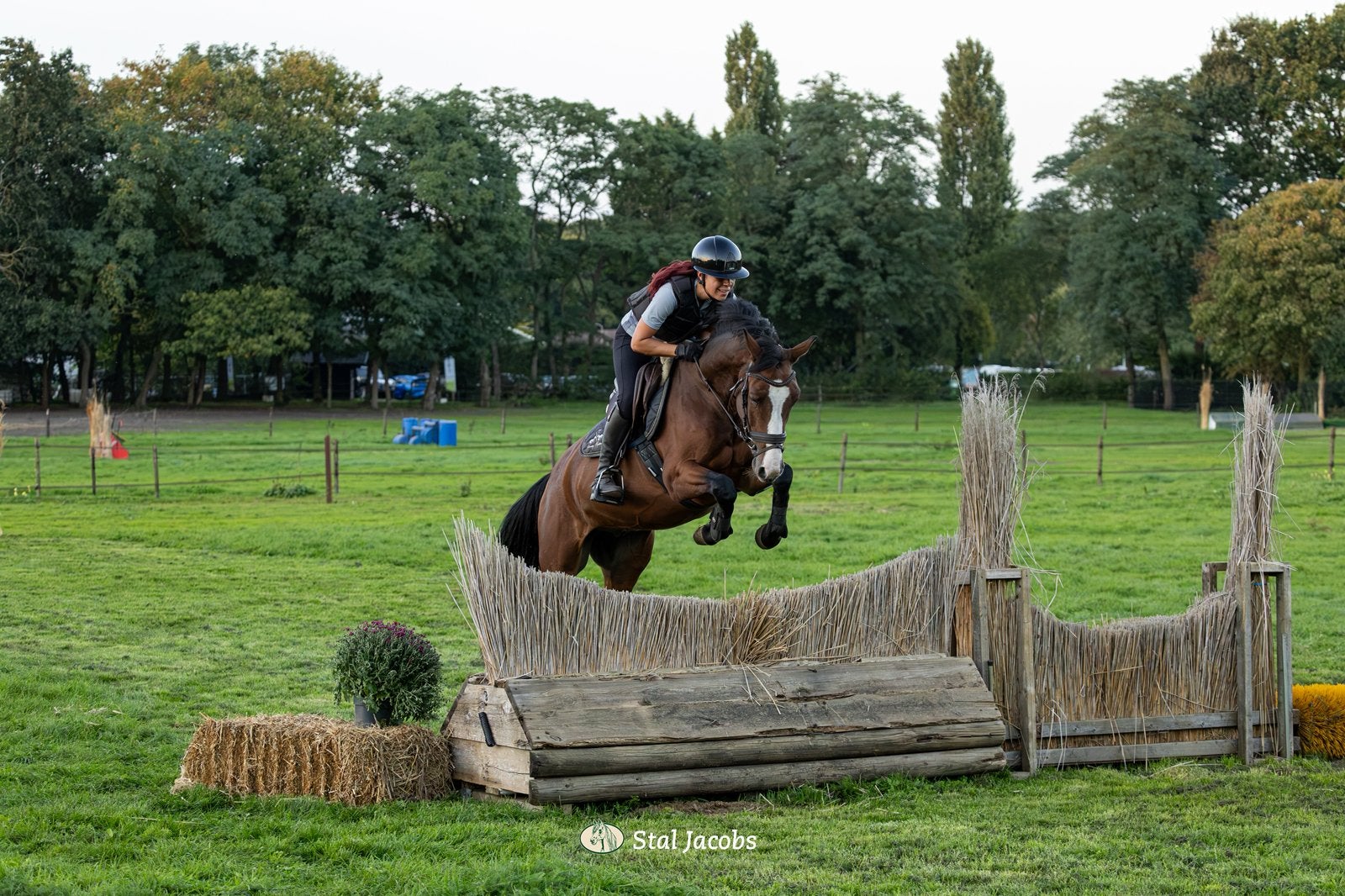 sportgerichte E-pony met veel potentie, Dieren en Toebehoren, E pony (1.48m - 1.57m), Ruin, Springpony, 3 tot 6 jaar