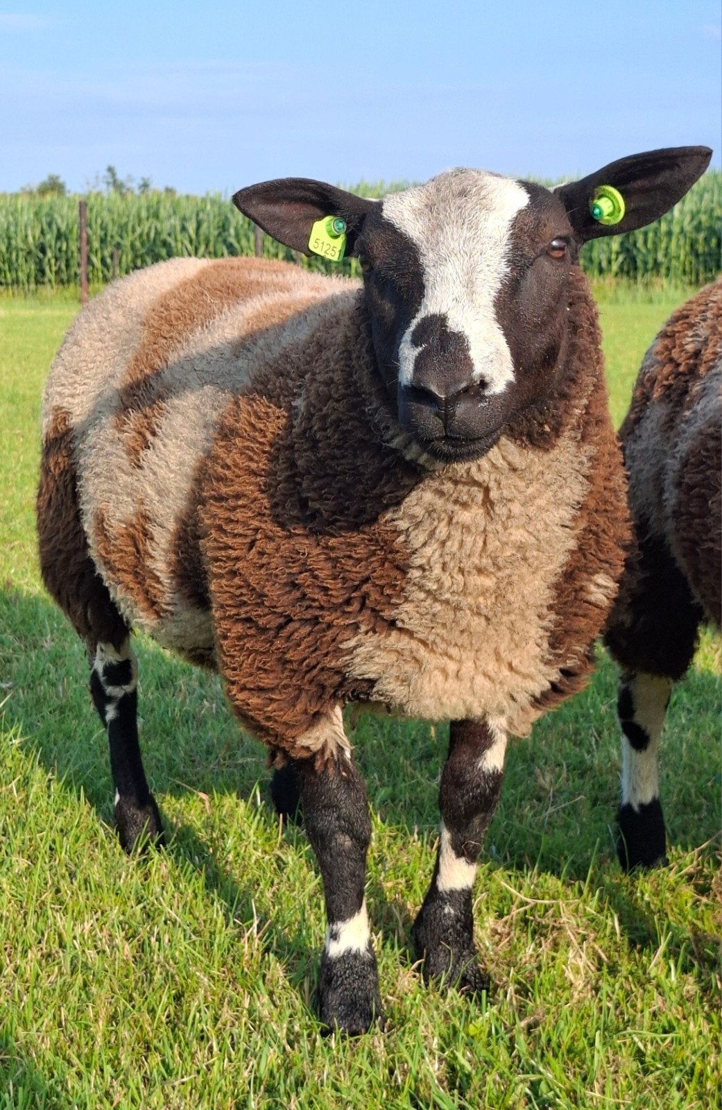 Bonte dekram, Dieren en Toebehoren, Mannelijk, Schaap, 0 tot 2 jaar