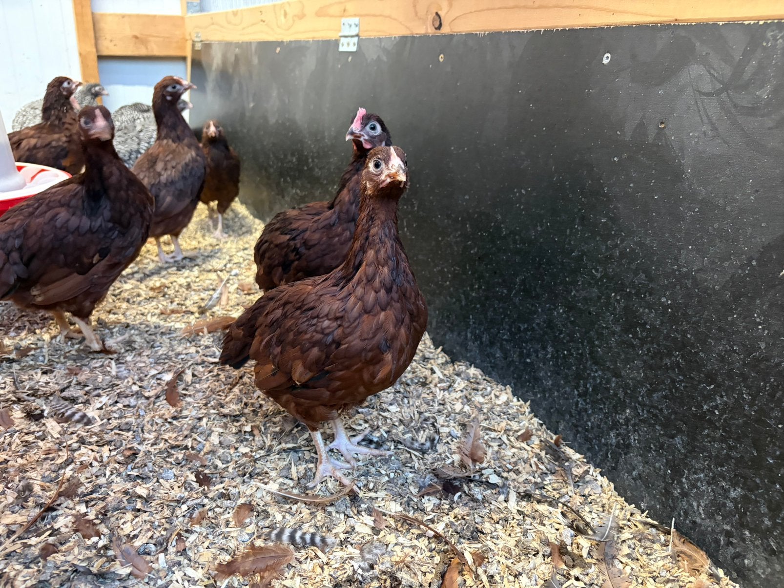 Rhode island red kriel kippen, Dieren en Toebehoren, Pluimvee, Vrouwelijk, Kip