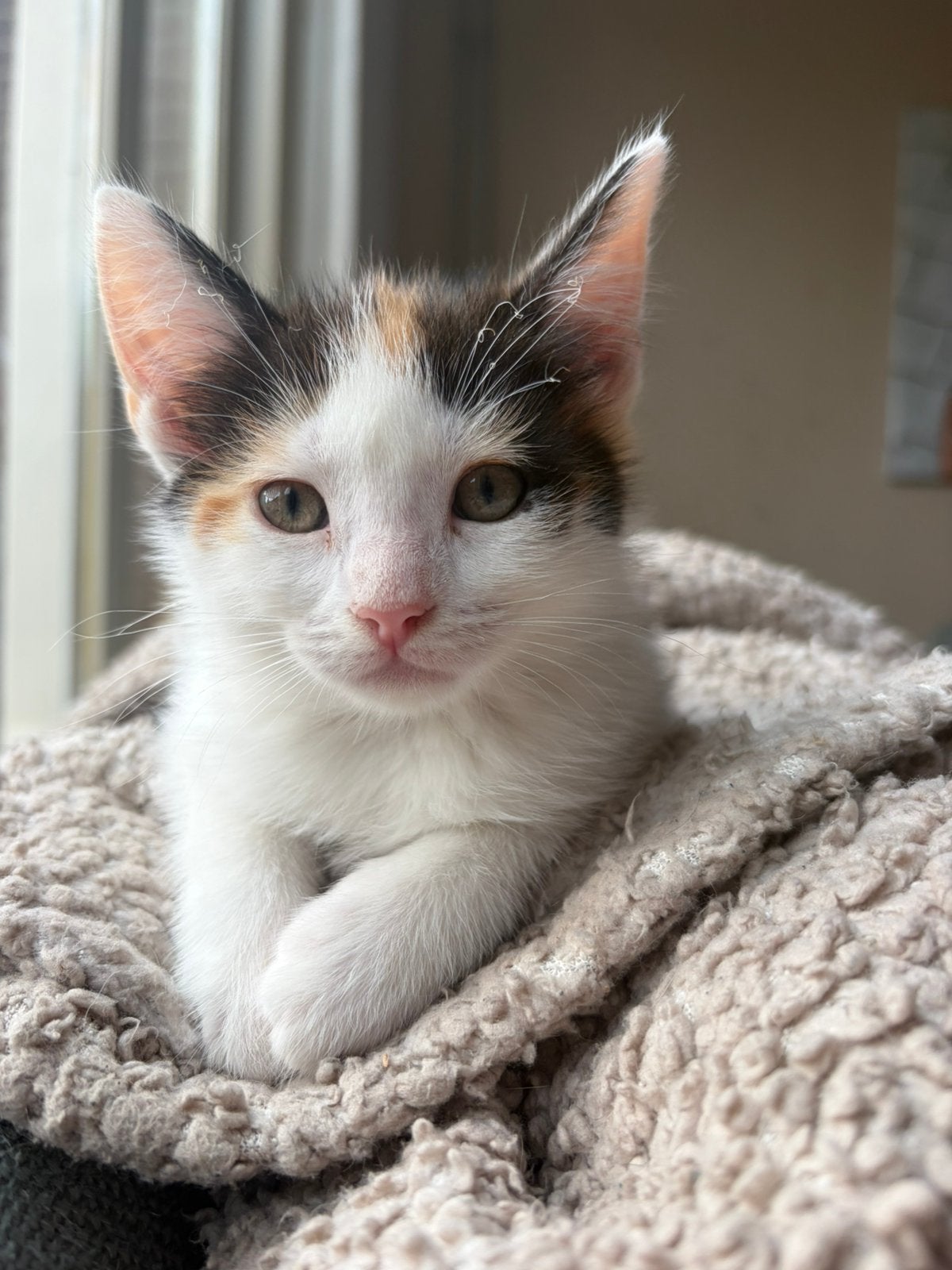 Kruising maine coon kittens, Meerdere dieren