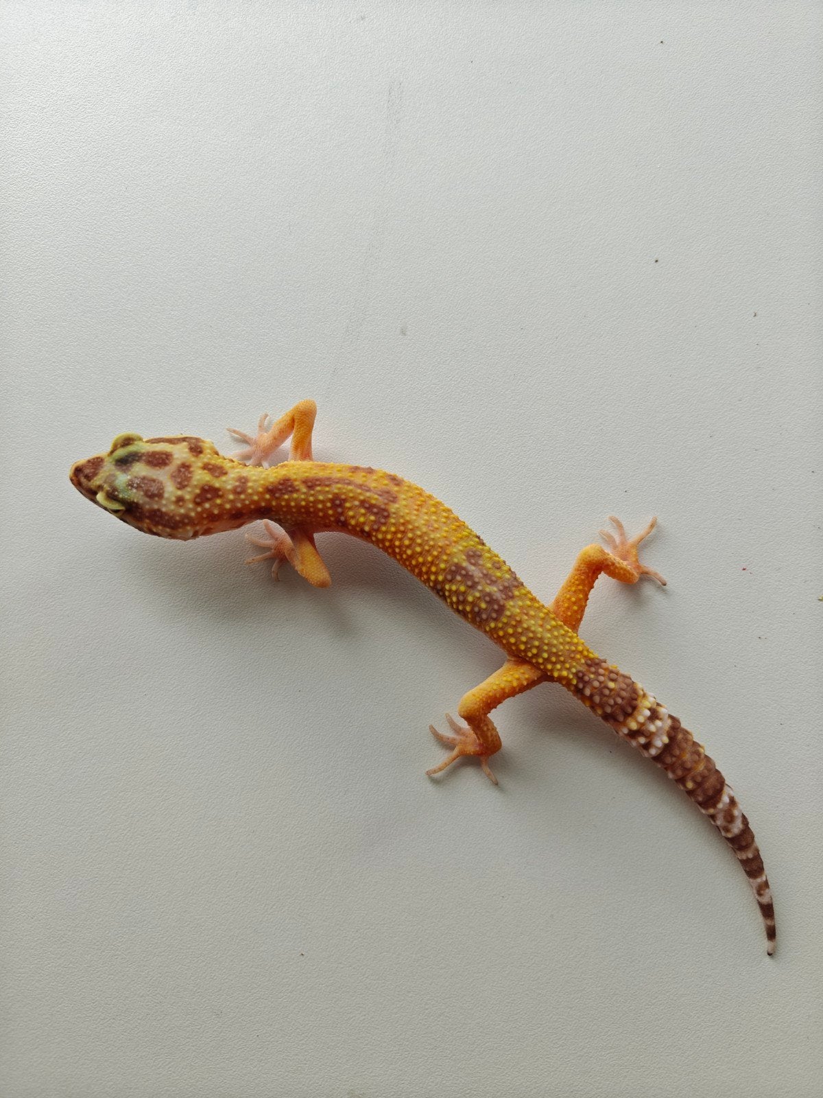 Geel-oranje luipaardgekko te koop Leopard Gecko photo 4