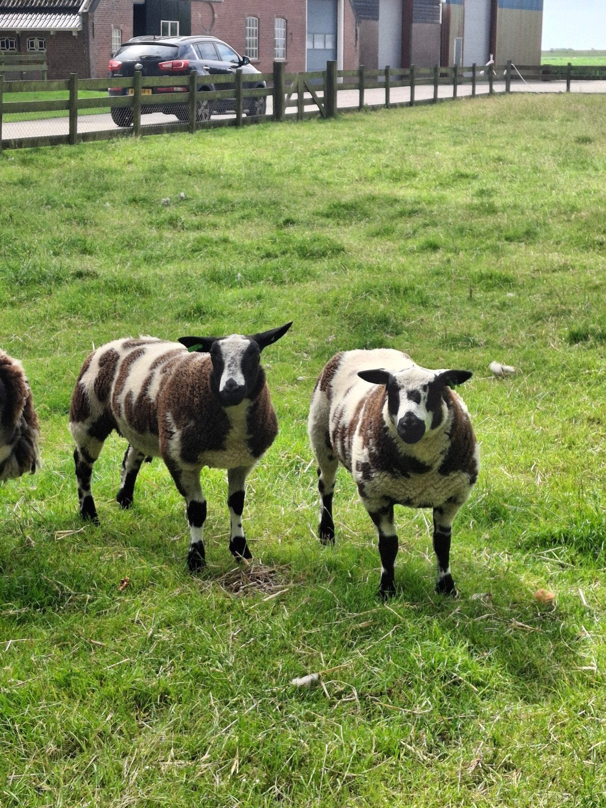 Bonte dekrammen, Dieren en Toebehoren, Schapen, Geiten en Varkens, Meerdere dieren, Schaap