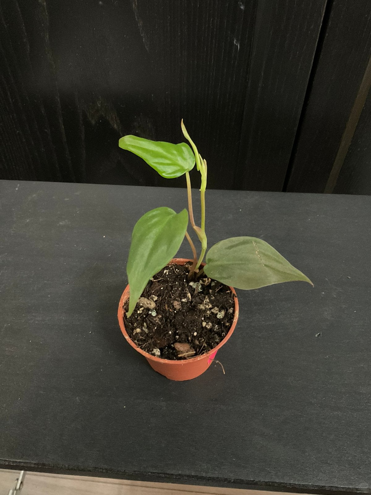Philodendron micans stekje 1, Ophalen, Overige soorten, Halfschaduw, Minder dan 100 cm