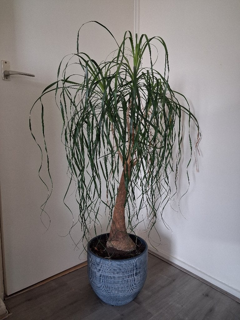 Kamerplant palm chica, Huis en Inrichting, Kamerplanten, Ophalen, Halfschaduw, 100 tot 150 cm
