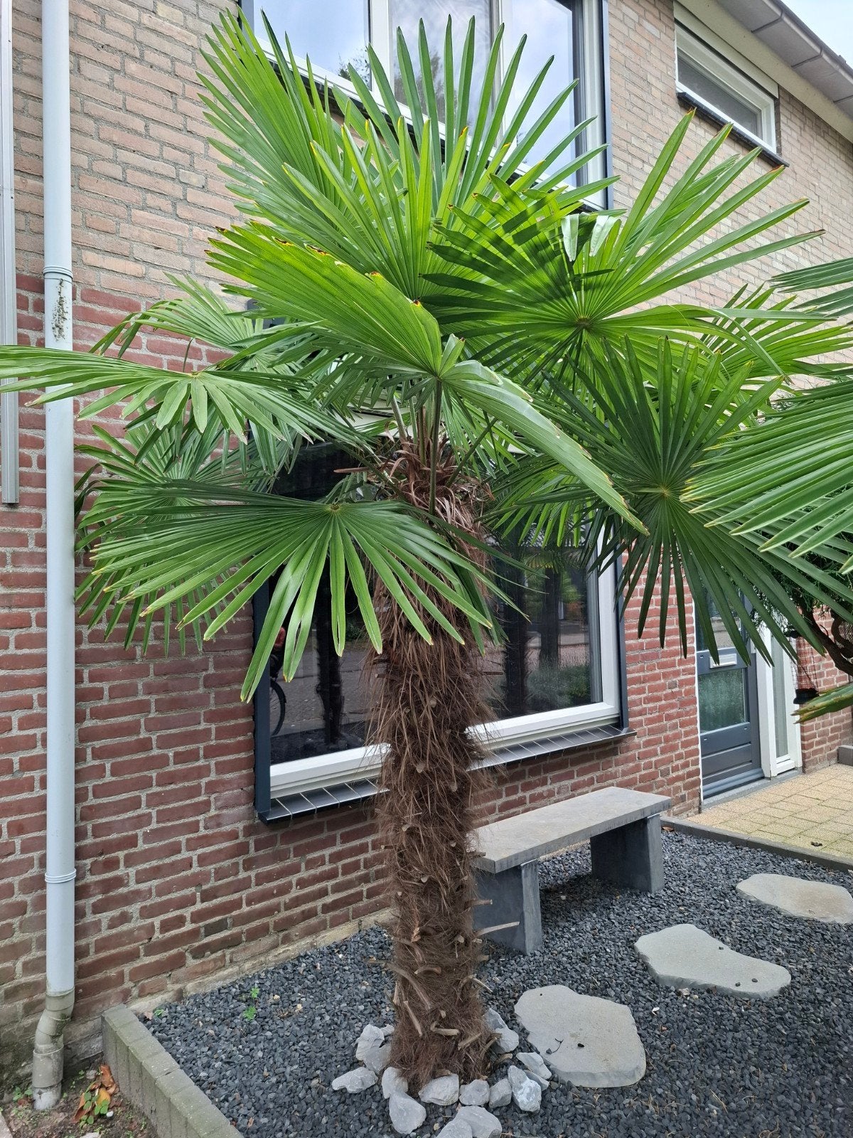 Hele mooie Palmen, Ophalen, Najaar, Halfschaduw