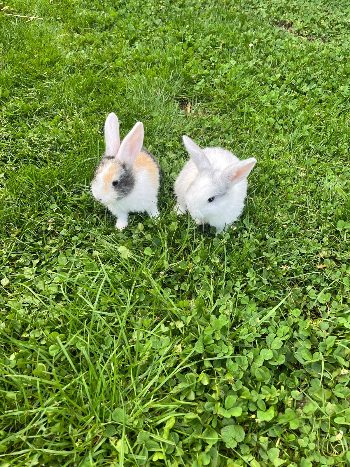 Gratis babykonijntjes, Meerdere dieren, Klein, 0 tot 2 jaar