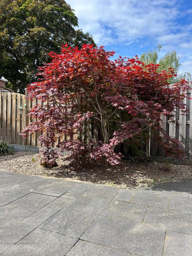 Prachtige volwassen Japanse Esdoorn (Acer Palmatum), Tuin en Terras, Planten | Tuinplanten, Overige soorten, Volle zon, Vaste plant