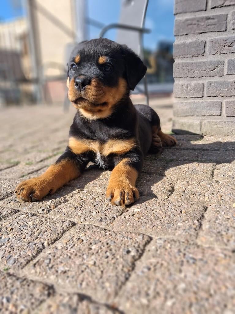 Lieve Rottweiler pup (reu), Reu, 8 tot 15 weken, Eén hond, Rottweiler