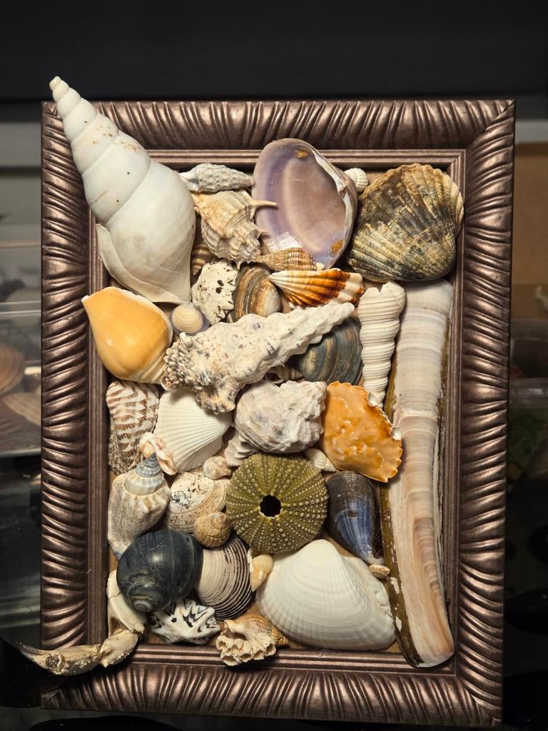 Handgemaakte lijst met diverse schelpen, Huis en Inrichting, Gebruikt, Meerkleurig, Mediterraans, Ophalen of Verzenden