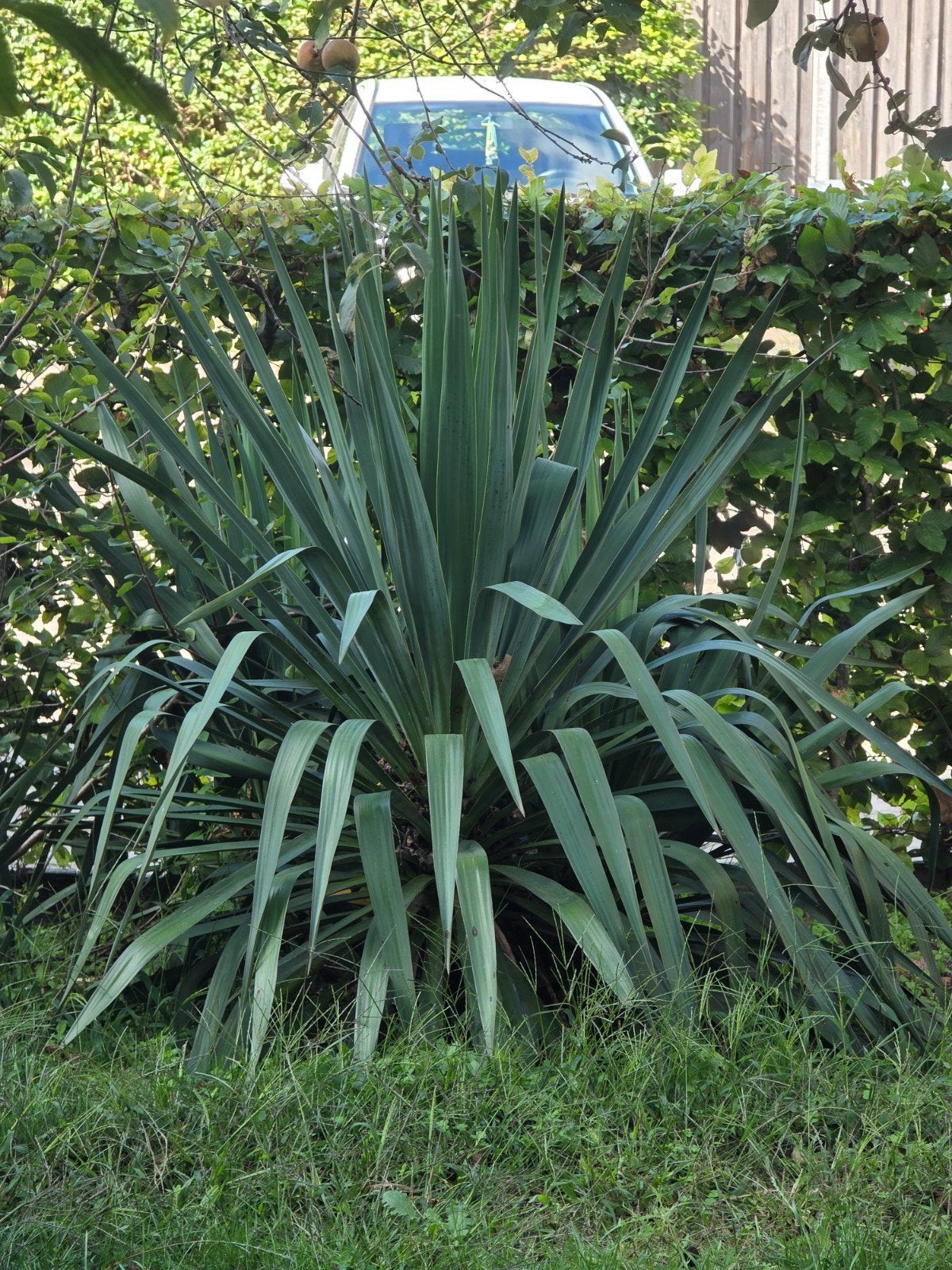 verschillende groottes yucca yuccas, Ophalen, Overige soorten, Volle zon