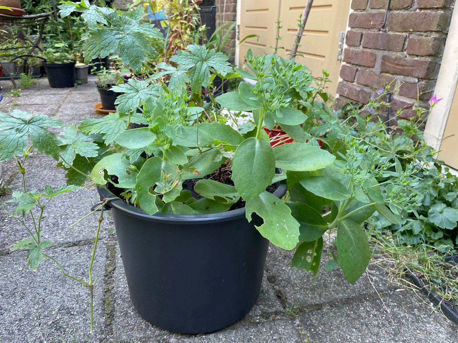 Hemelsleutel en geranium in 1 pot. Gifvrij! Bijenplanten, Tuin en Terras, Ophalen, Overige soorten, Volle zon
