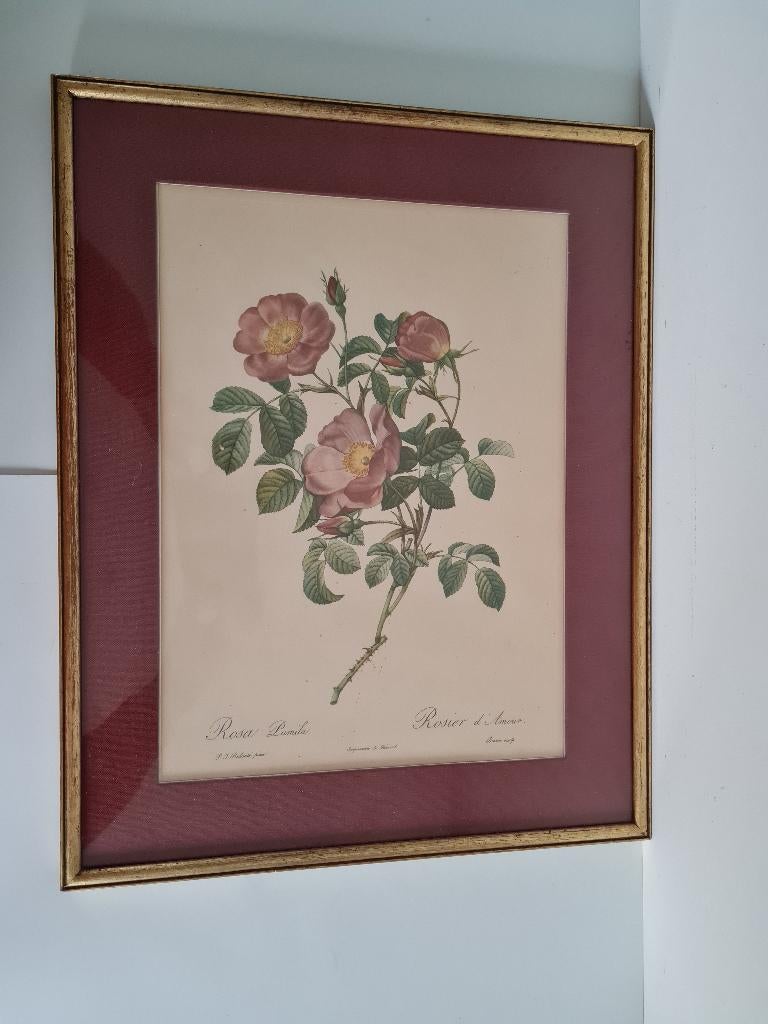 Prachtige kader: litho Rosa Lumila, Antiek en Kunst, Ophalen of Verzenden