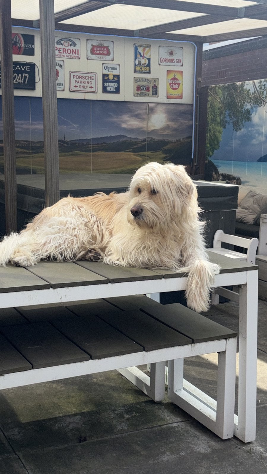 Barbado da terceira reu (3,5 jaar) zoekt een passend huis, Dieren en Toebehoren, CDV (hondenziekte), Eén hond, 3 tot 5 jaar, Nederland