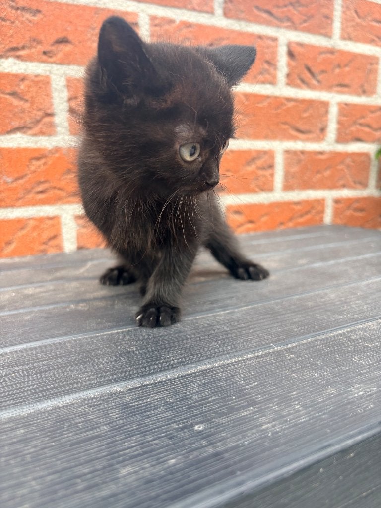 Nog 1 prachtige kitten, Poes, Kortharig, 0 tot 2 jaar