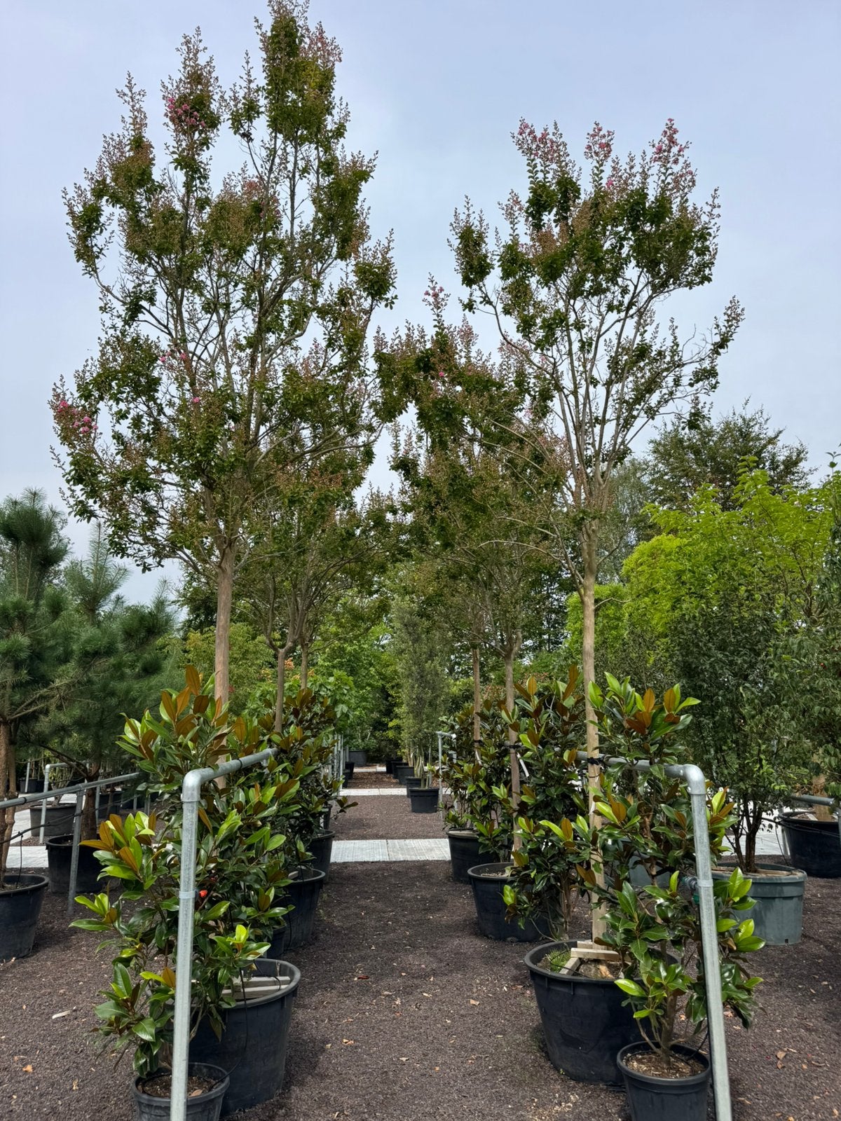 Lagerstroemia indica boomvorm, Ophalen, Volle zon, Overige soorten, 100 tot 250 cm