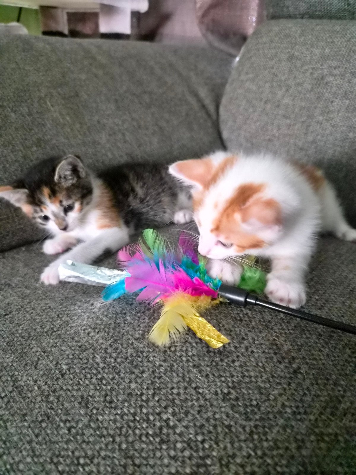 2 lieve kittens. Begin juli mogen ze weg, Meerdere dieren, Kortharig, 0 tot 2 jaar