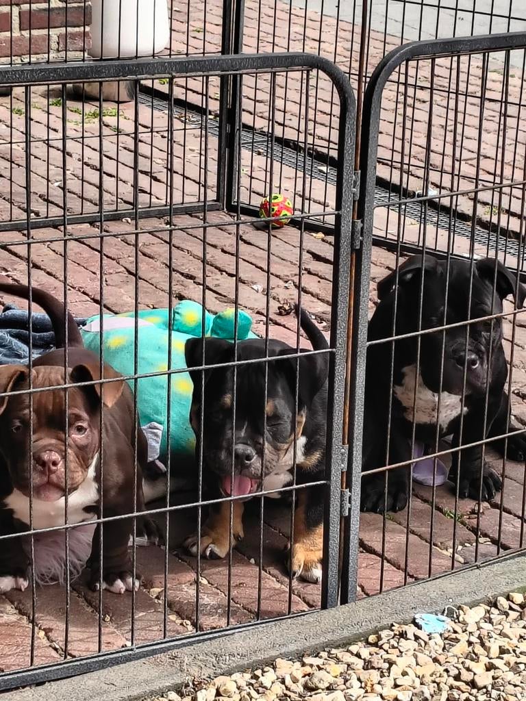 Te koop extreem pocket bully ,American bully. Tricolor, Dieren en Toebehoren, Reu, 8 tot 15 weken, Bulldog, Meerdere