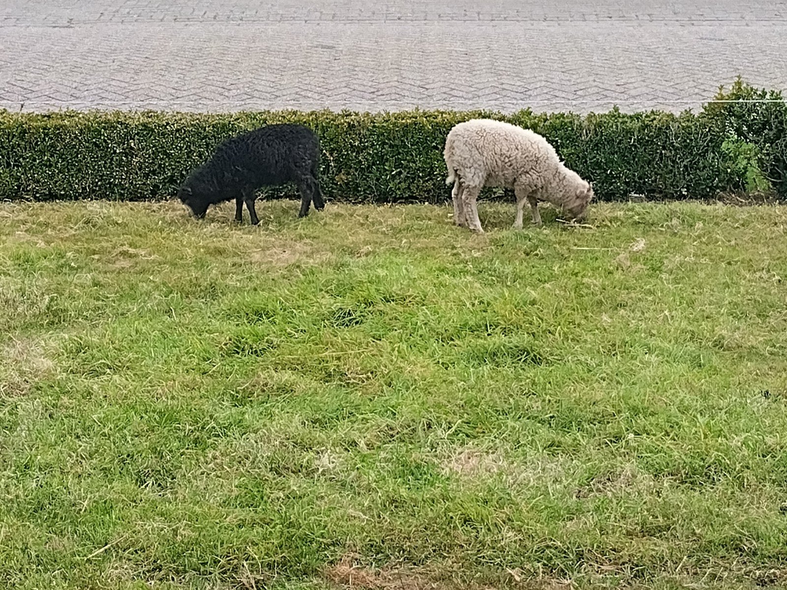 twee prachtige quessant rammetjes, Dieren en Toebehoren, Mannelijk, Schaap, 0 tot 2 jaar