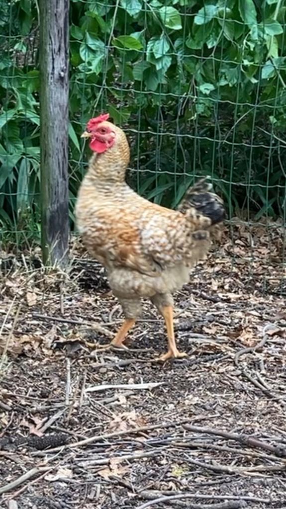 Sperwer haan 5 mnd, Dieren en Toebehoren, Pluimvee, Mannelijk, Kip