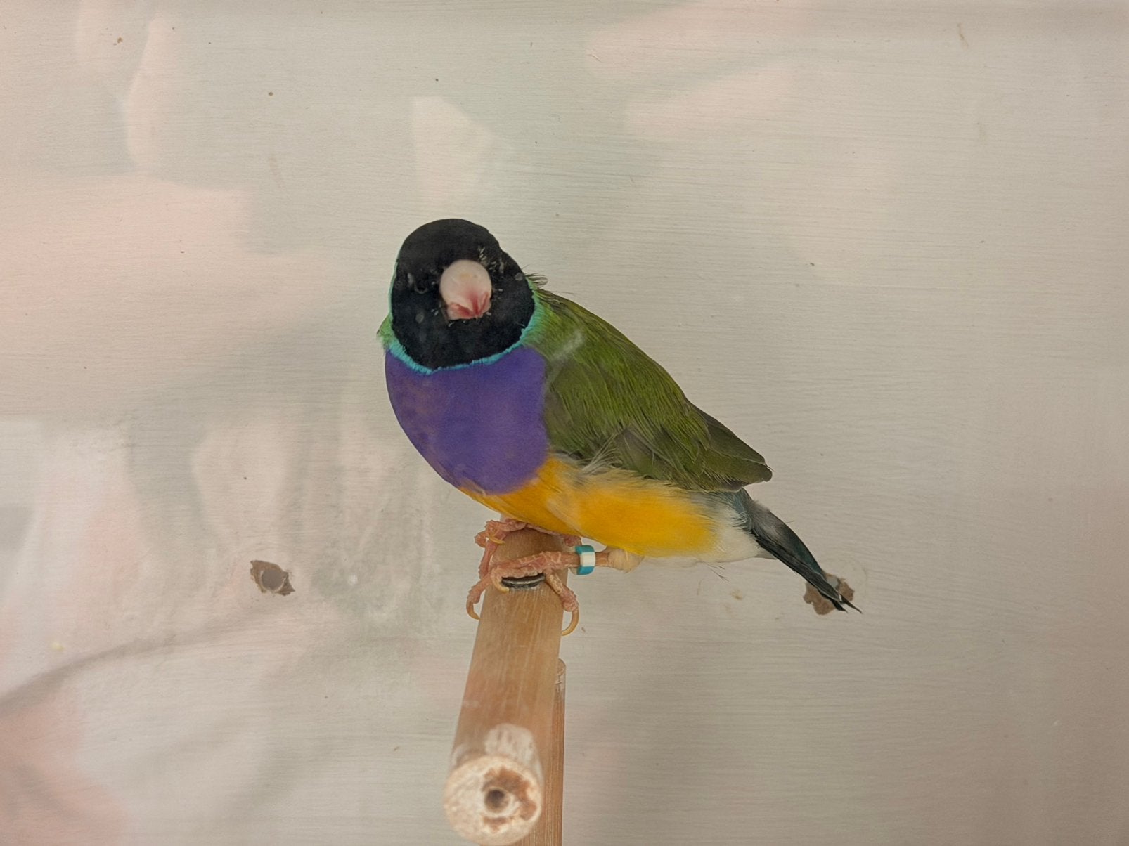 Zwartkop paarsborst split lutino en split blauw gouldamadine, Dieren en Toebehoren, Vogels | Overige Vogels, Meerdere dieren, Geringd