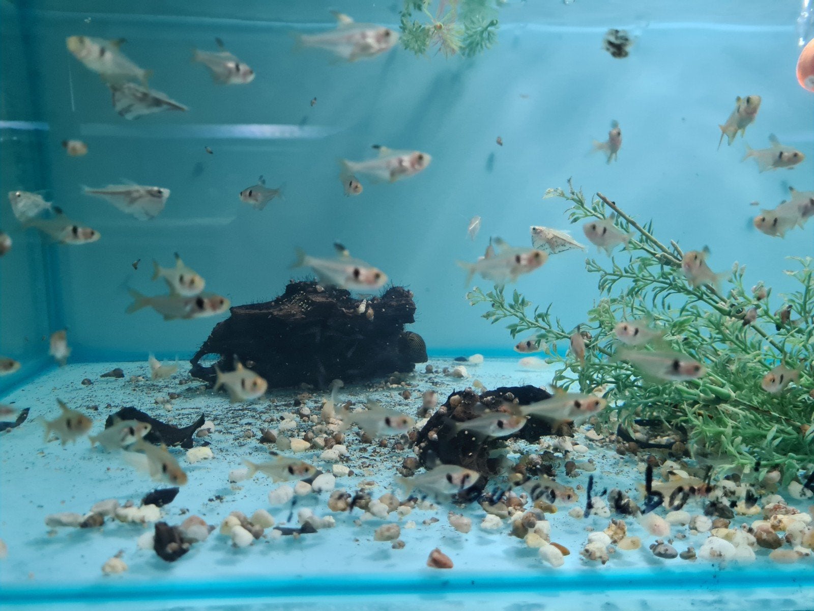 Rode fantoomzalm, Hyphessobrycon sweglesi, Vis, Zoetwatervis
