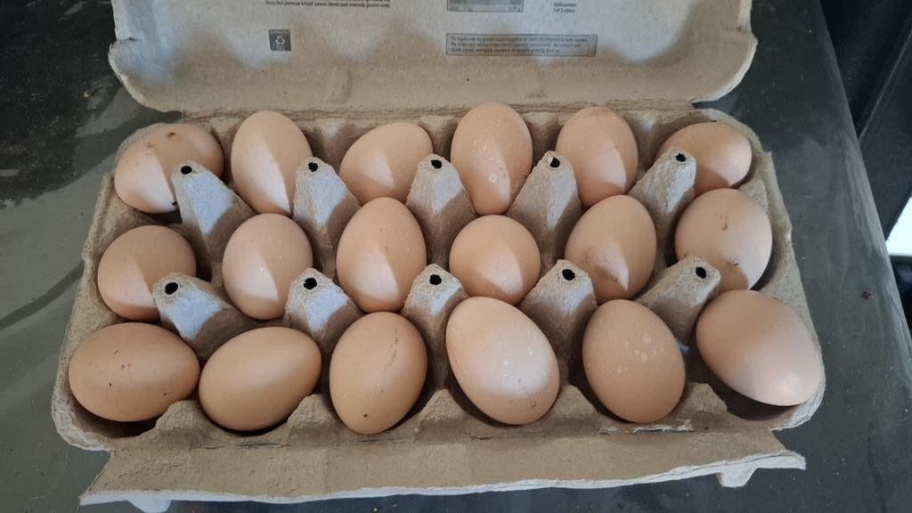 Broed eieren witte wyandotte kriel, Dieren en Toebehoren, Pluimvee, Geslacht onbekend, Kip