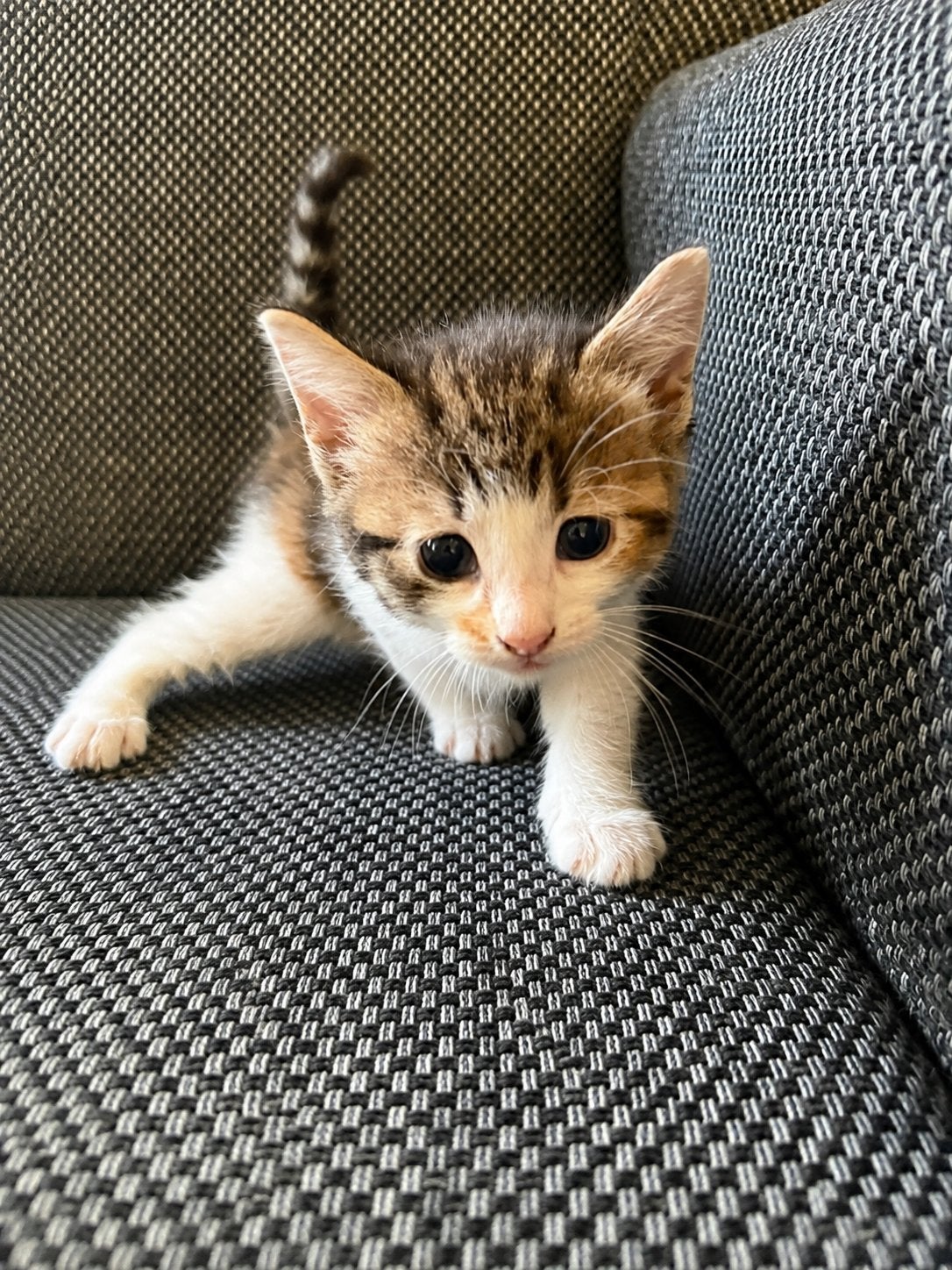 8 lieve kittens, Dieren en Toebehoren, Katten en Kittens | Overige Katten, Meerdere dieren