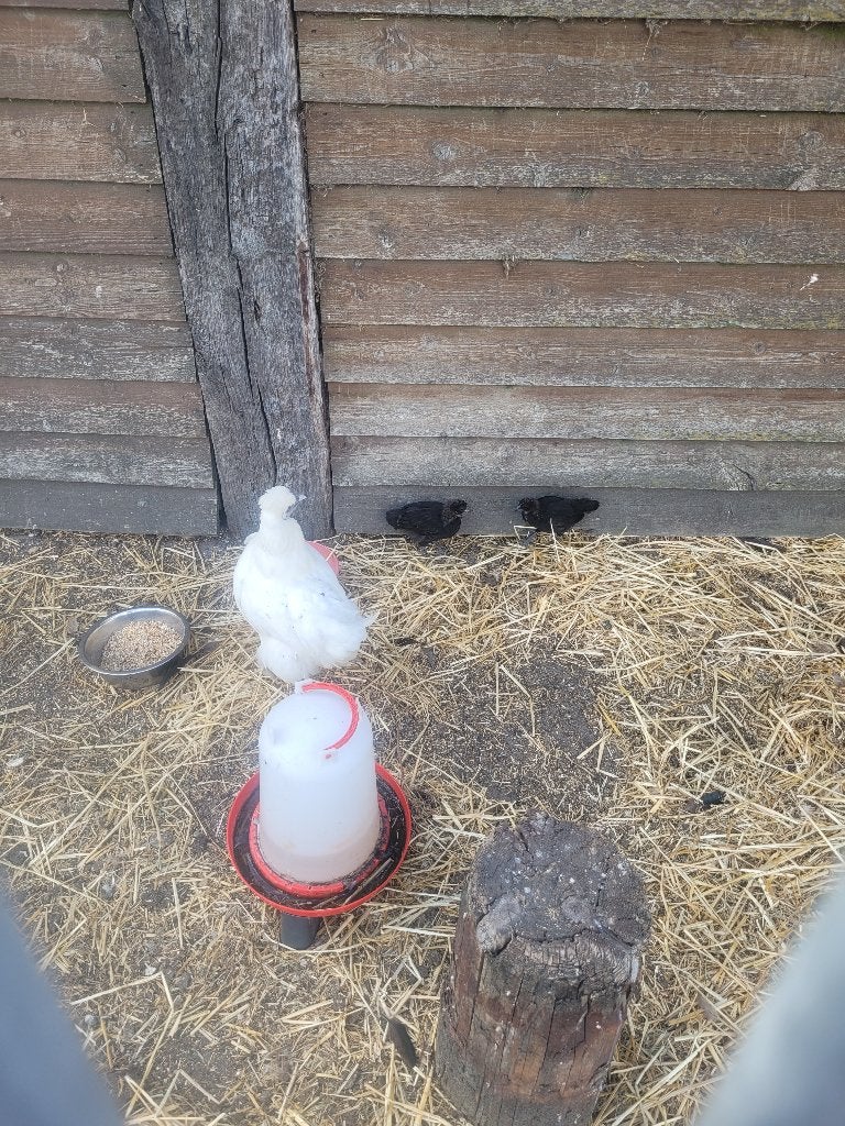 Haan kip en 2 kuikens, Dieren en Toebehoren, Pluimvee, Meerdere dieren, Kip