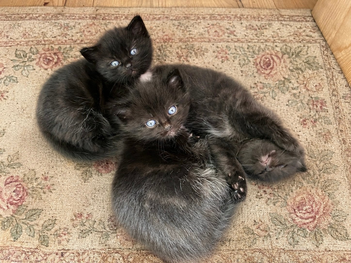 Lieve mooie kittens, Kater, Kortharig, 0 tot 2 jaar