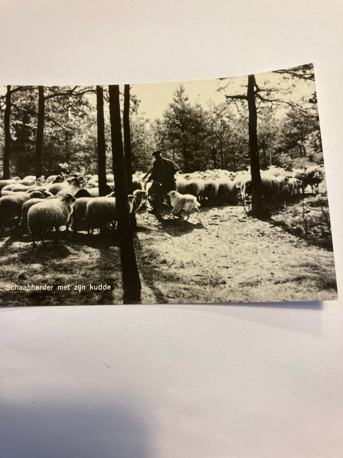 Oude foto Schaapherder met kudde Elspeet., Ophalen of Verzenden, 1940 tot 1960, Ongelopen, Gelderland