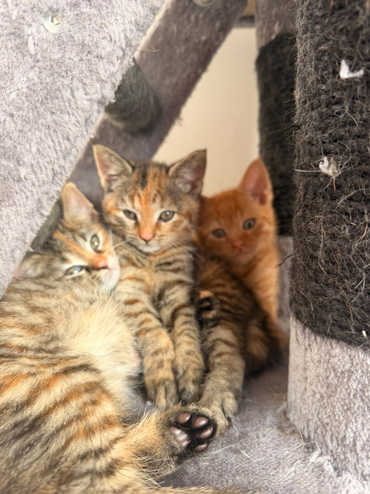 4 kittens zoeken liefdevol huis, Meerdere dieren, Kortharig, 0 tot 2 jaar