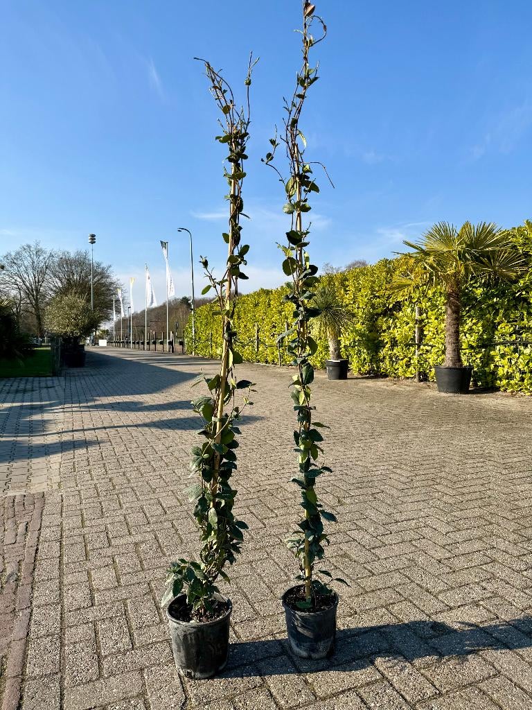 Toscaanse jasmijn 2 stuks €30, alleen afhaal Op=Op 180/200cm, Ophalen, Volle zon, Vaste plant, Klimplanten