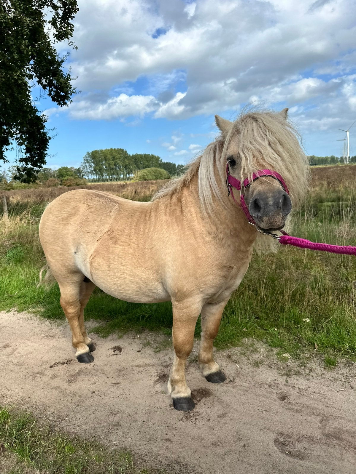 Palomino Shetlanders hengst, Dieren en Toebehoren, Niet van toepassing, Hengst, A pony (tot 1.17m), Tuigpony