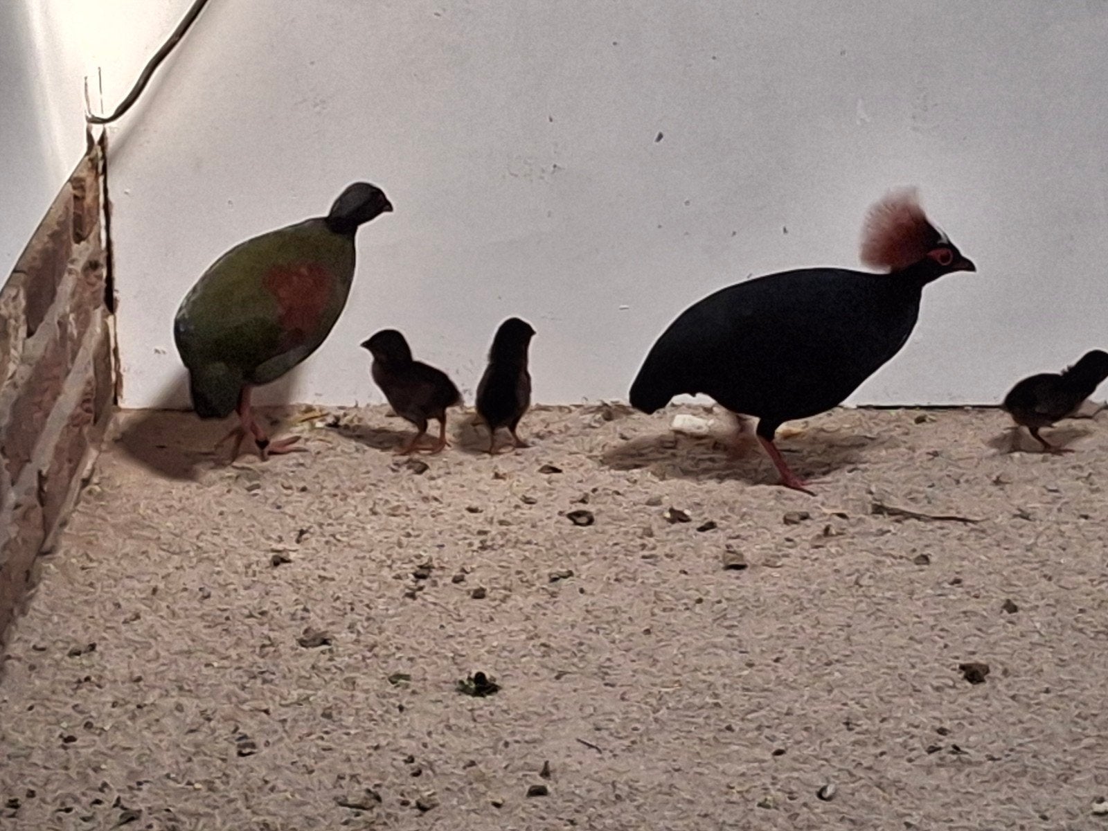 roulroul. s, Dieren en Toebehoren