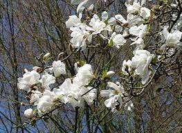 1 grote Stermagnolia (Magnolia stellata) - XXL