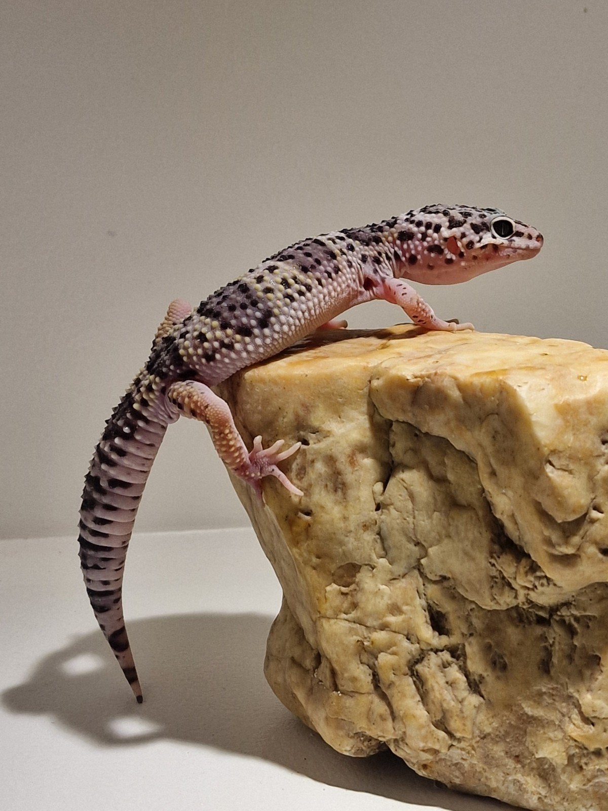 LUIPAARDGEKKO NAKWEEK TE KOOP, Dieren en Toebehoren, Overige soorten, Tam, 0 tot 2 jaar