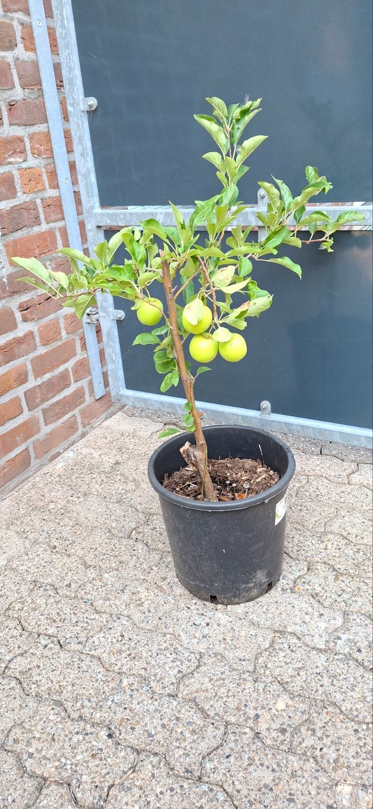 Appelboom malus elstar, Tuin en Terras, Planten | Fruitbomen, Ophalen, Lente, In pot, Appelboom