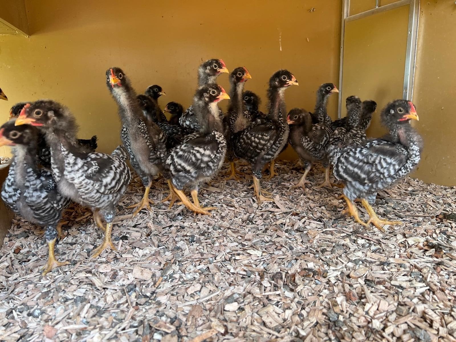 Jonge AMROCK groot hennen en hanen, Dieren en Toebehoren, Pluimvee, Meerdere dieren, Kip
