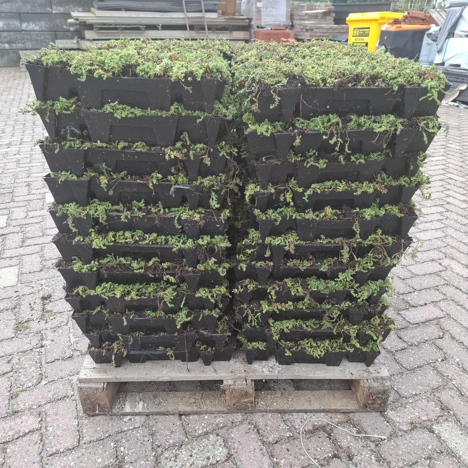 Sedumdak cassettes - 10m² (44 trays) - Groendak, Ophalen of Verzenden, Nieuw, 10 tot 20 m², Gras