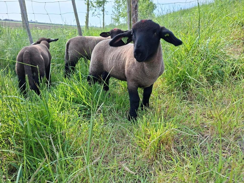 Stamboek Suffolk ooilammeren te koop, Dieren en Toebehoren, Vrouwelijk, Schaap, 0 tot 2 jaar