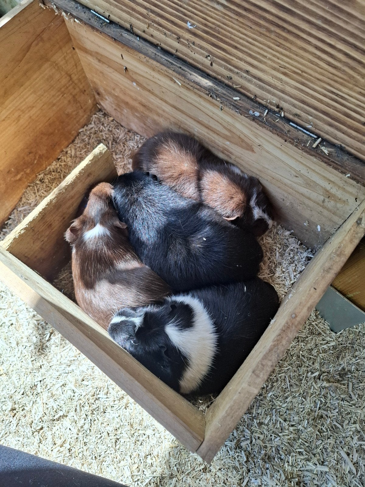 Cavia's (evt. met toebehoren), Juni, Meerdere dieren, Cavia