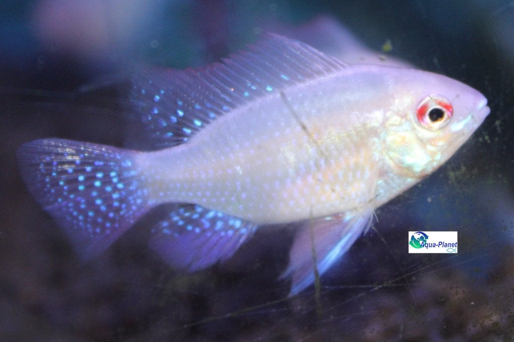 Mikrogeophagus ramirezi "Gold" (Augustus Actie!!! €3,75 pst), Vis, Zoetwatervis