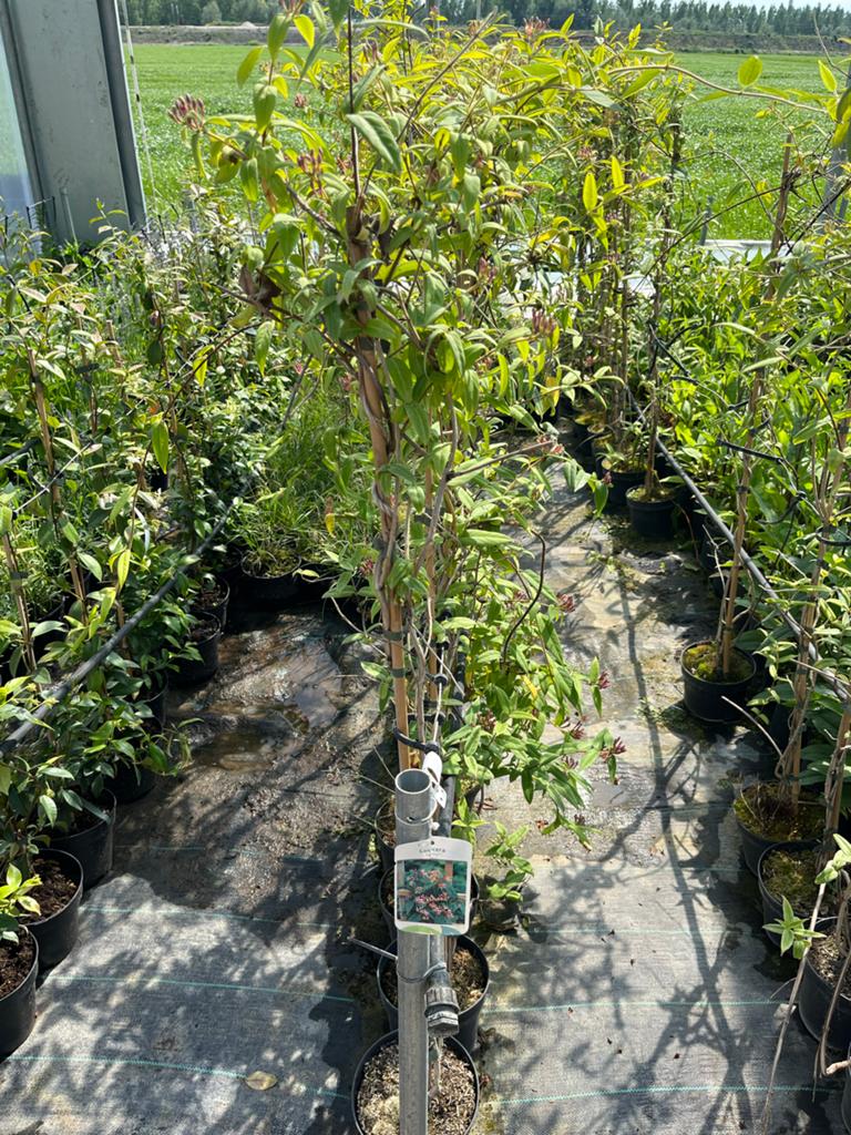 Lonicera henryi - Groenblijvende Kamperfoelie, Vaste plant, Ophalen of Verzenden, Halfschaduw, Klimplanten