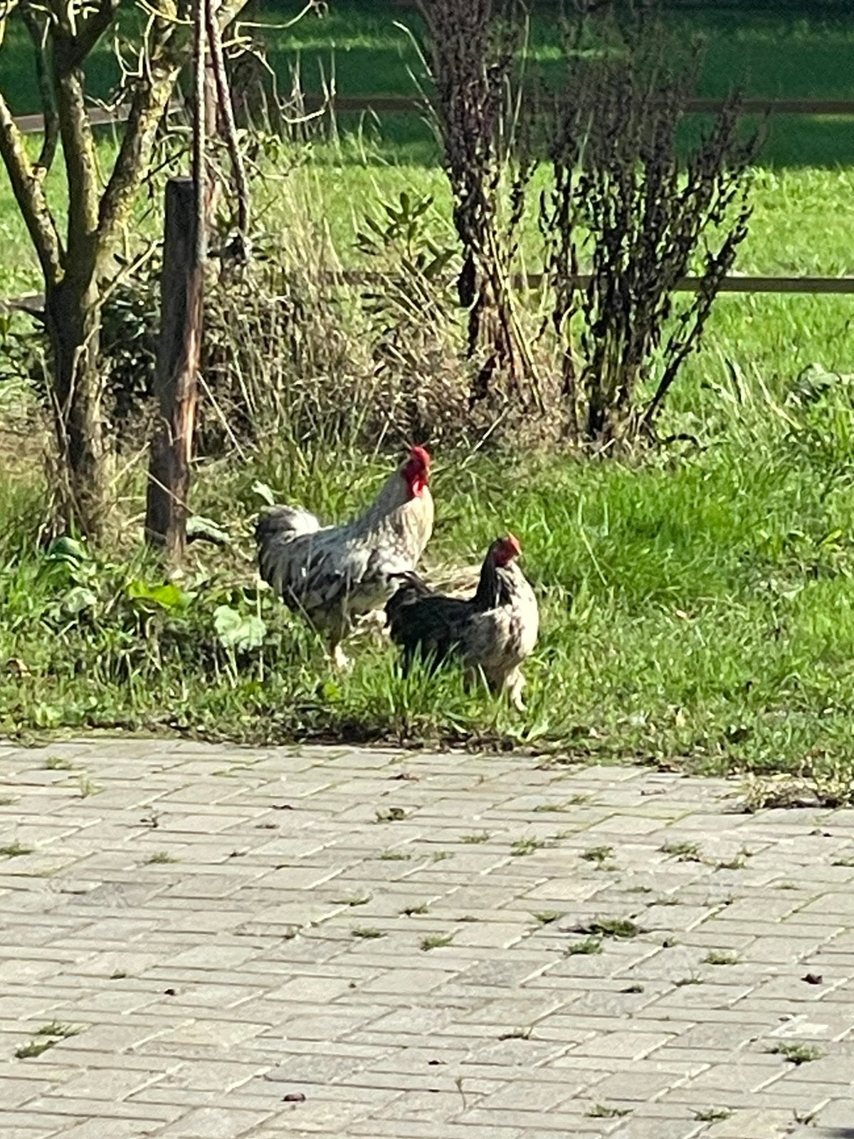 ️ Guus & Truus zoeken een nieuw thuis! ️, Dieren en Toebehoren, Meerdere dieren, Kip
