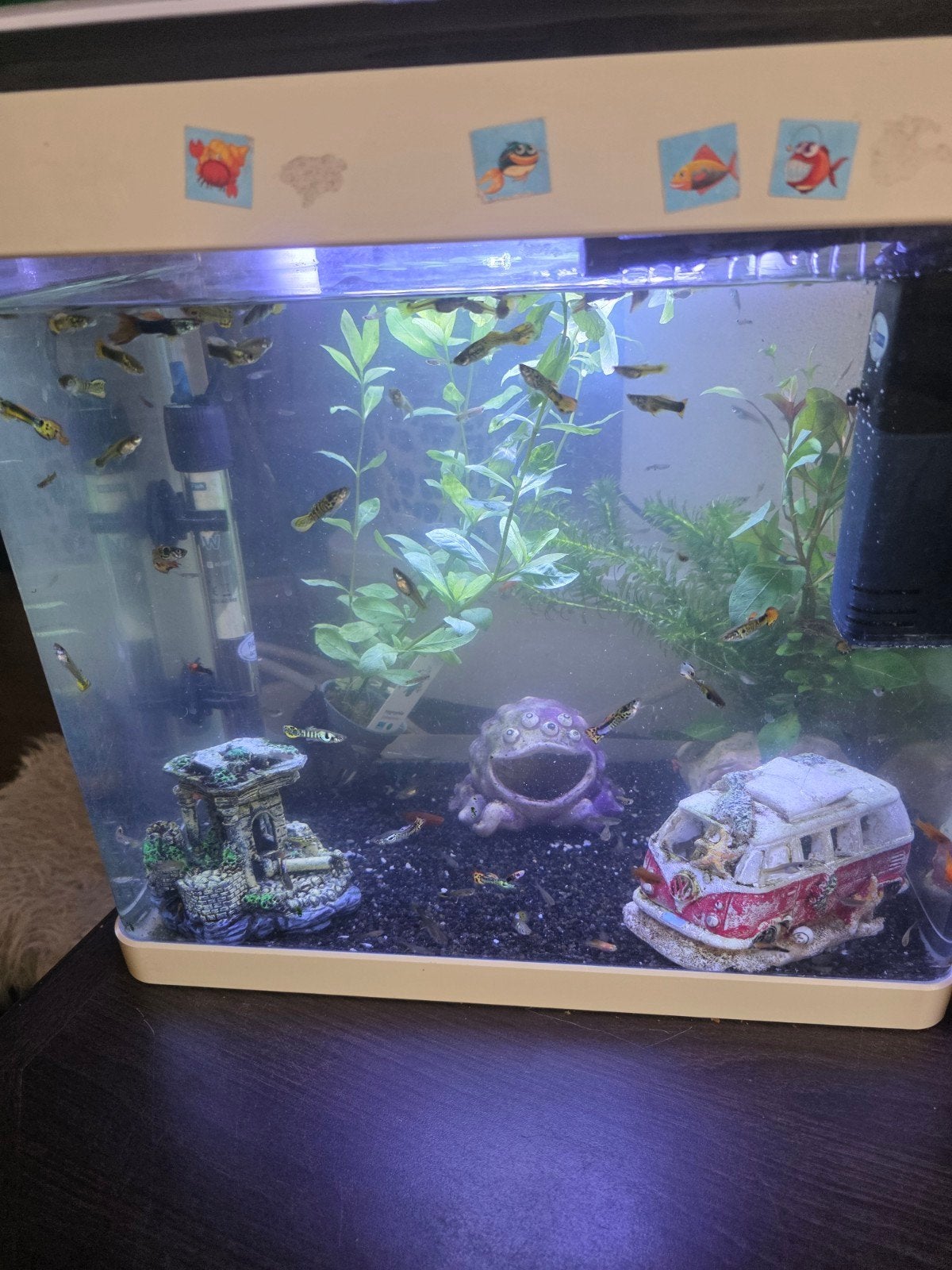 Guppen te koop, Dieren en Toebehoren, Vissen | Aquariumvissen, Vis