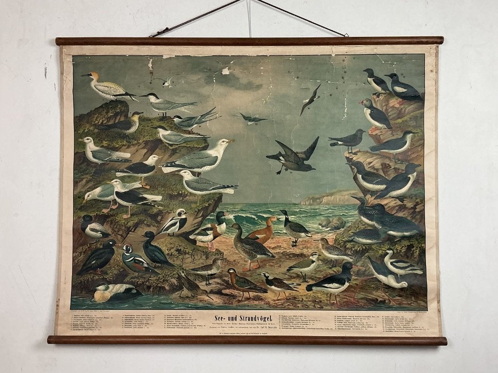 Schoolplaten & schoolkaarten: grote collectie, per categorie, Antiek en Kunst, Antiek | Schoolplaten, Ophalen of Verzenden, Natuur en Biologie